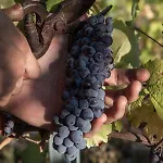 Monfra - Ospitalita Rurale, Vigneti E Cantina *