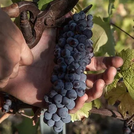 Monfra - Ospitalita Rurale, Vigneti E Cantina *