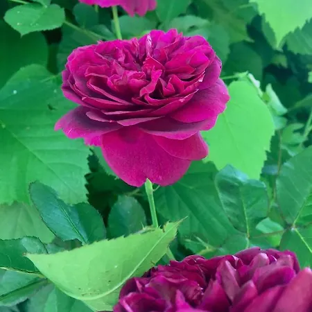 Vakantieboerderij Monfra - Ospitalita Rurale, Vigneti E Cantina *