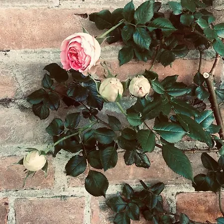 Vakantieboerderij Monfra - Ospitalita Rurale, Vigneti E Cantina Vignale