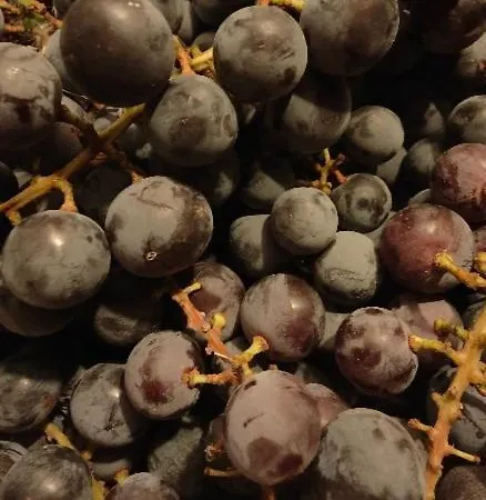 Monfra - Ospitalita Rurale, Vigneti E Cantina Agroturismo