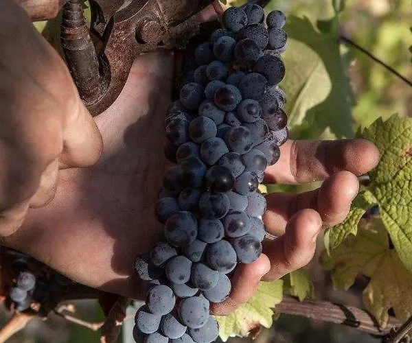 Monfra - Ospitalita Rurale, Vigneti E Cantina *