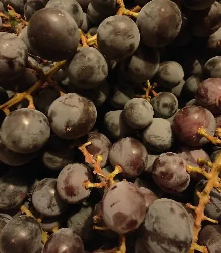 Monfra - Ospitalita Rurale, Vigneti E Cantina 팜스테이